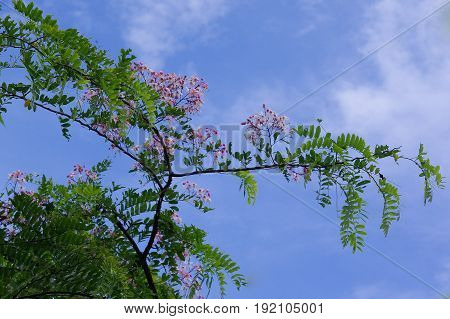 Blooming Cassia javanica flowers in daylight with blue sky in the background
