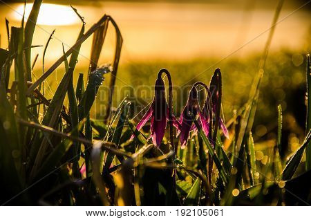 Spring Flowers In The Forest. Beautiful Purple Plants. Green Juicy Grass. Morning Sunrise In The Woo
