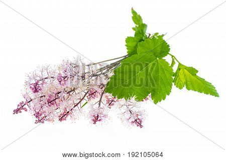 Delicate pink inflorescence Isolated on white background. Studio Photo
