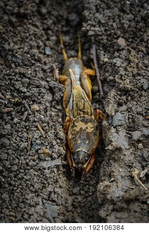 The Portrait Of A Large Insect Living In The Land - Gryllotalpa