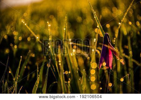 Spring Flowers In The Forest. Beautiful Purple Plants. Green Juicy Grass. Morning Sunrise In The Woo