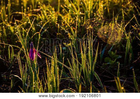 Spring Flowers In The Forest. Beautiful Purple Plants. Green Juicy Grass. Morning Sunrise In The Woo