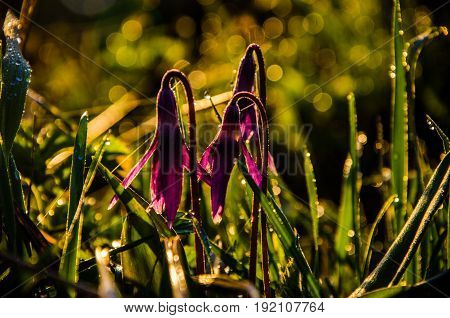 Spring Flowers In The Forest. Beautiful Purple Plants. Green Juicy Grass. Morning Sunrise In The Woo