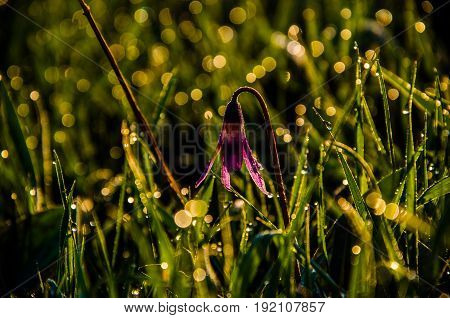 Spring Flowers In The Forest. Beautiful Purple Plants. Green Juicy Grass. Morning Sunrise In The Woo