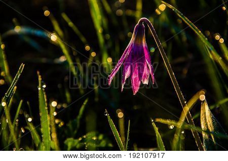 Spring Flowers In The Forest. Beautiful Purple Plants. Green Juicy Grass. Morning Sunrise In The Woo