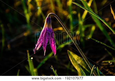 Spring Flowers In The Forest. Beautiful Purple Plants. Green Juicy Grass. Morning Sunrise In The Woo