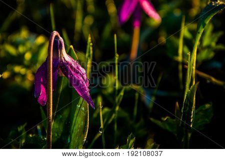 Spring Flowers In The Forest. Beautiful Purple Plants. Green Juicy Grass. Morning Sunrise In The Woo