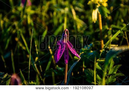 Spring Flowers In The Forest. Beautiful Purple Plants. Green Juicy Grass. Morning Sunrise In The Woo