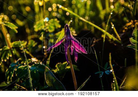 Spring Flowers In The Forest. Beautiful Purple Plants. Green Juicy Grass. Morning Sunrise In The Woo
