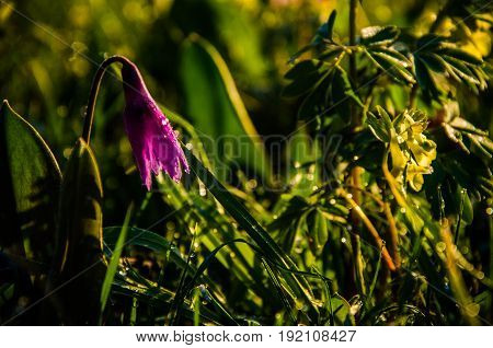 Spring Flowers In The Forest. Beautiful Purple Plants. Green Juicy Grass. Morning Sunrise In The Woo