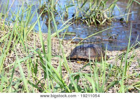 Blandings skildpadde (Emydoidea blandingii)