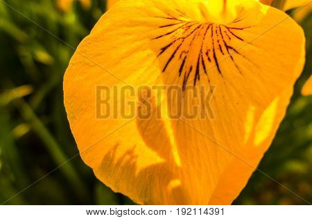 a yellow flower on a sunny spring day
