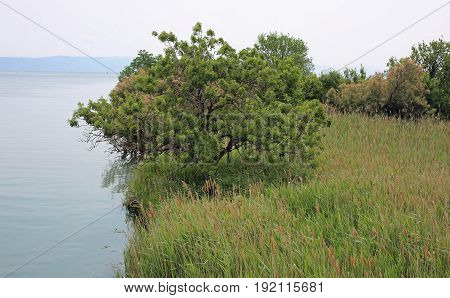 Mouth Of The Italian River Isonzo Which Was The Scene Of The Bat