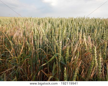 Green Wheet Field With Flowers