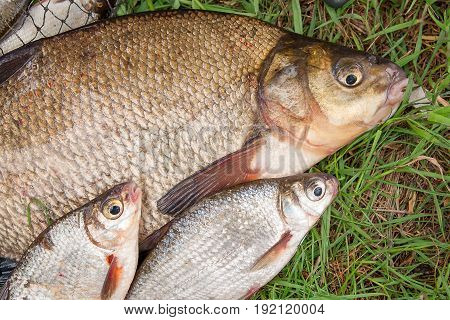 Big Freshwater Common Bream And White Bream Or Silver Bream Fish With Fishing Rod With Reel On Natur