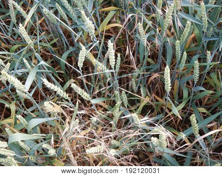 Green Wheet Field With Flowers