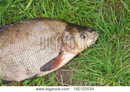 Single Freshwater Fish Common Bream On Black Fishing Net..
