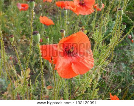 Green Wheet Field With Flowers