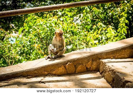 small long tailed macaque monkey resting on stairs