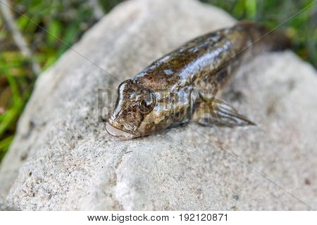 Freshwater Bullhead Fish Or Round Goby Fish Just Taken From The Water On Gray Stone..