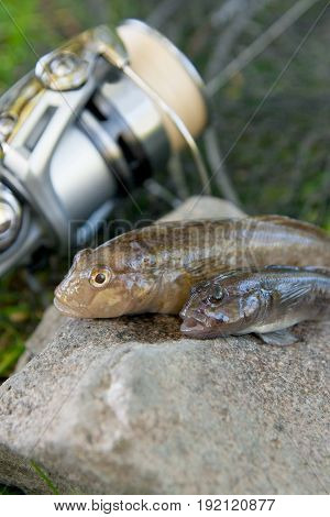 Two Freshwater Bullhead Fish Or Round Goby Fish Just Taken From The Water On Gray Stone Background A