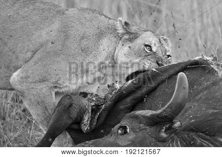 Lioness feeding on a buffalo carcass late in the evening with flies around artistic conversion