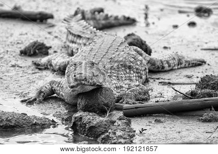 A big fat crocodile resting on the mud at a pond in nature artistic conversion