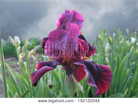 Iris, lilac, rare species, against a stormy sky