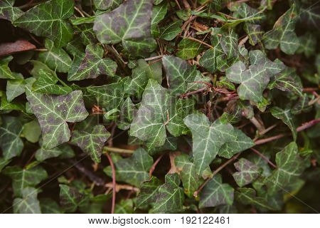 Ivy leaves on wood background. Wild ivy in tree trunk. Texture of green ivy leaves. Foliage of the forest. Organic background. Abstract texture & background for designers. Macro view of ivy leaves..