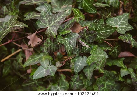 Ivy leaves on wood background. Wild ivy in tree trunk. Texture of green ivy leaves. Foliage of the forest. Organic background. Abstract texture & background for designers. Macro view of ivy leaves..