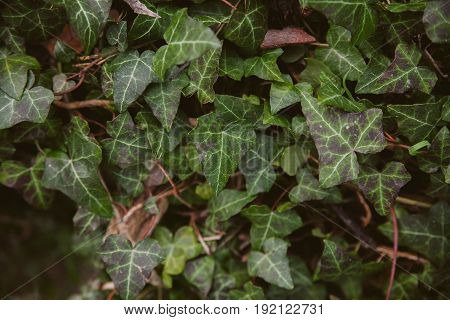 Ivy leaves on wood background. Wild ivy in tree trunk. Texture of green ivy leaves. Foliage of the forest. Organic background. Abstract texture & background for designers. Macro view of ivy leaves..