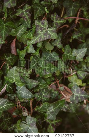 Ivy leaves on wood background. Wild ivy in tree trunk. Texture of green ivy leaves. Foliage of the forest. Organic background. Abstract texture & background for designers. Macro view of ivy leaves..
