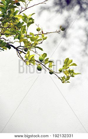 Lime tree photo from sunny and wonderful Portugal
