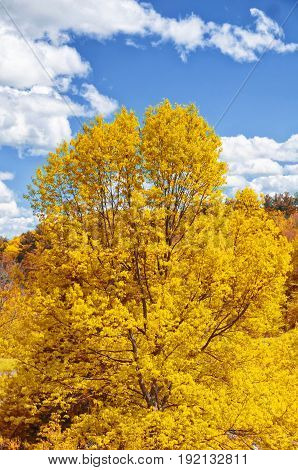 Early spring trees in hop brook state park in Naugatuck Connecticut on a sunny blue sky day.