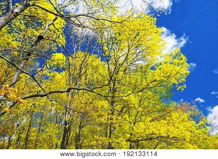 Early spring trees in hop brook state park in Naugatuck Connecticut on a sunny blue sky day.