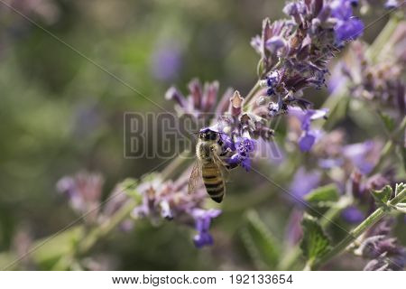Bee collecting pollen on flowers. The wild bee a drinking nectar from flowers close up.