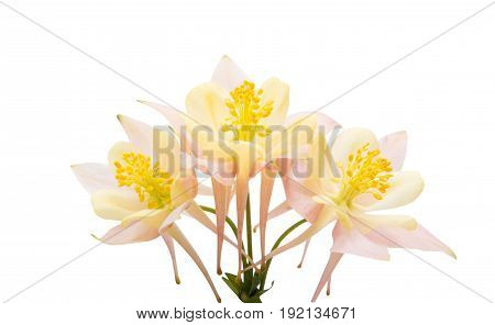 aquilegia delicate flower isolated on white background