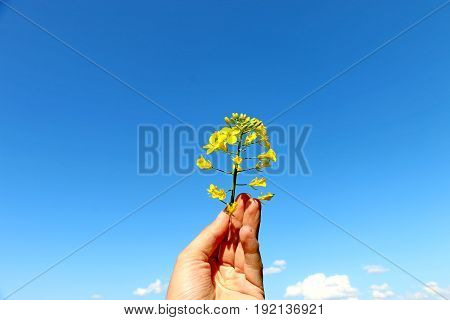 Yellow flower in hand against the clear sky