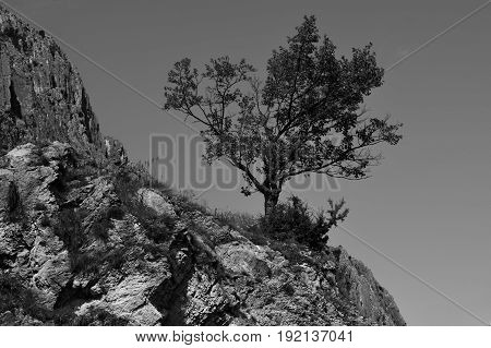 A lonely tree growing on a cliff top in the moiuntains