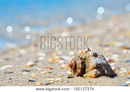 Sea Waves Wash The Seashells On The Beach