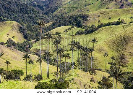 Bosque De Palma De Cera La Samaria  near San Felix near Salamina Caldas in Colombia South America