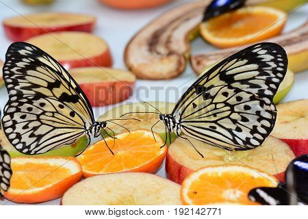 A pair of white tree nymph butterflies feed on fruit at the garden feast.
