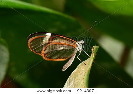 A delicate glasswing butterfly lands in the gardens for a visit.