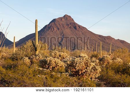 Saguaro Cactus Palo Verde Trees Blue Sky