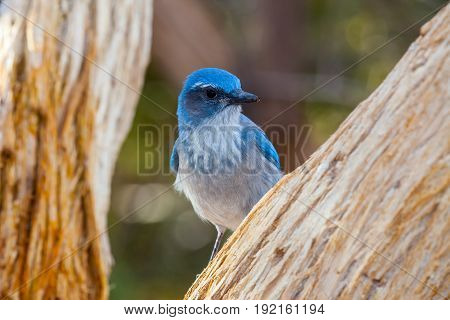 Western Scrub Jay Blue Bird visible between tree branches