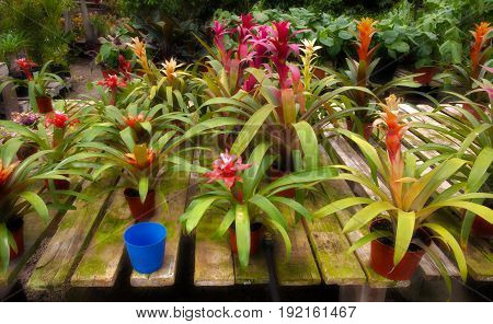 Colorful bromeliad Plants in Plant Nursery red orange and yellow flowers.