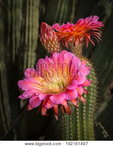 Colorful Plants Torch cactus with Pink and Yellow Flowers
