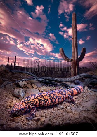 Gila Monster Clouds Sky and Saguaro Cactus