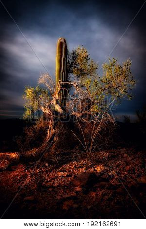 Saguaro Cactus and Mesquite tree and sundown.