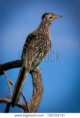 Road Runner Bird on branch against Blue Sky